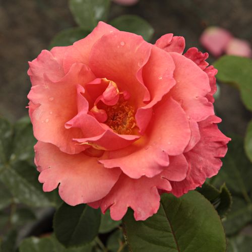 E-commerce, vendita, rose, in, vaso rose ibridi di tea - rosa - Rosa Sandringham Centenary™ - rosa dal profumo discreto - Wisbech Plant Co. Ltd. - ,-